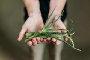 aloe vera